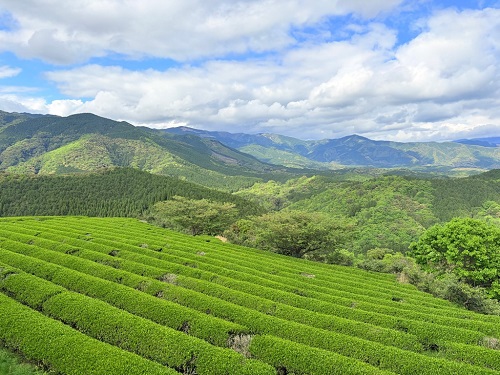 (令和8年4月20日現在)遠山桜①