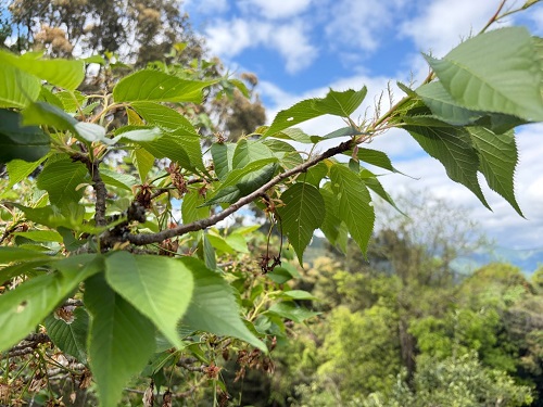 (令和8年4月20日現在)遠山桜