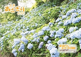 広報あさぎり平成20年6月号の表紙画像