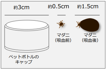 マダニの大きさは約1.5センチですの画像