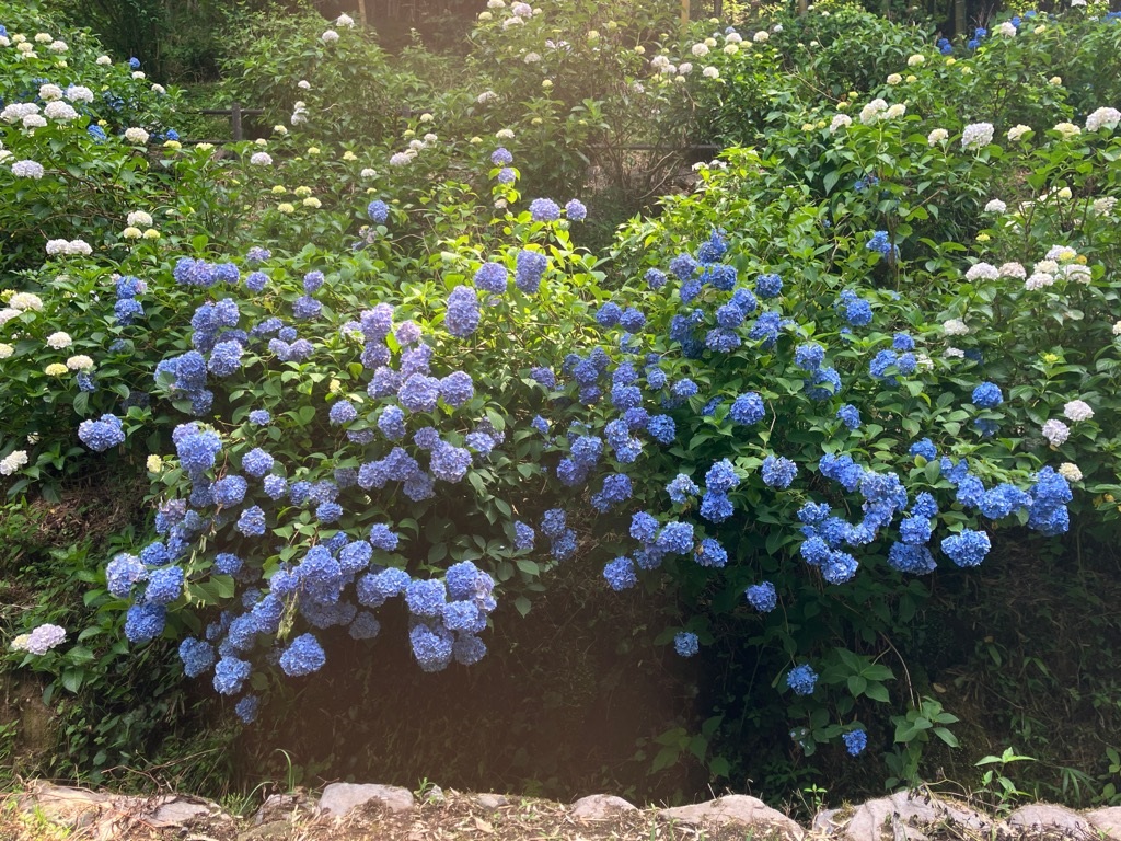 2026　天子の水公園花菖蒲開花状況の画像