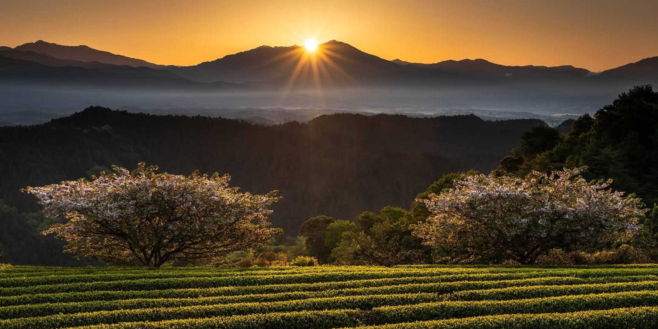 茶畑と桜