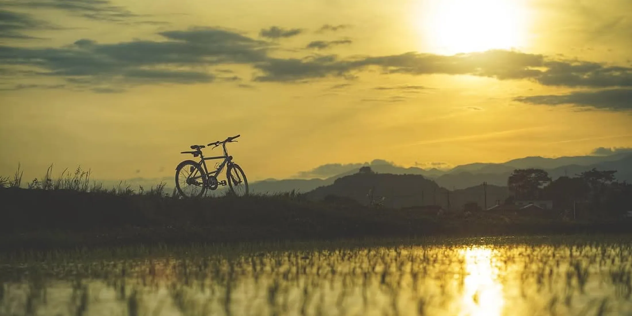 自転車と田んぼ