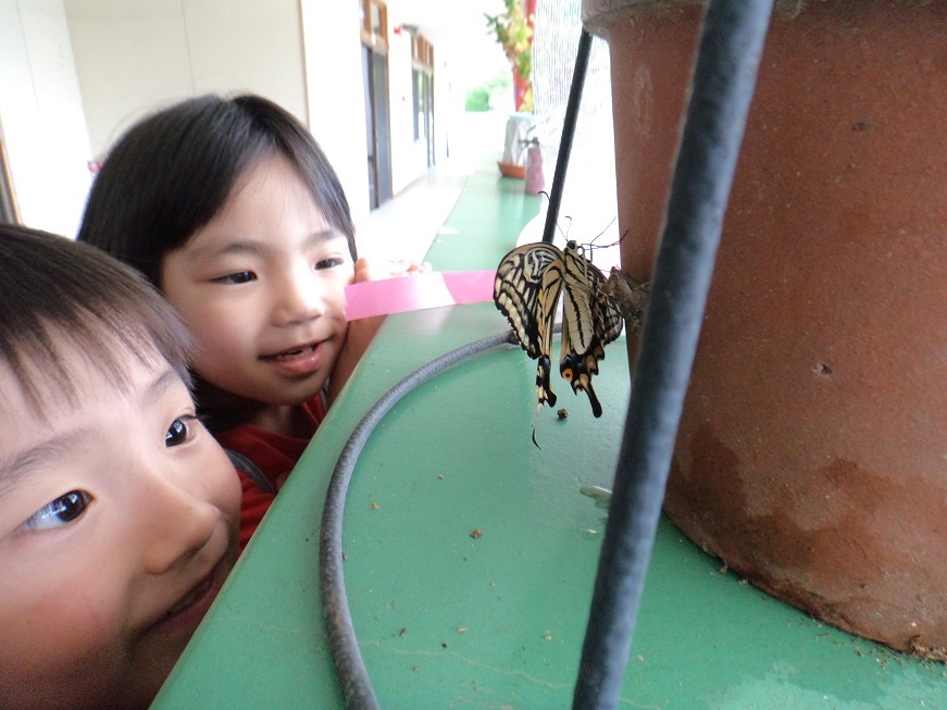 羽化したアゲハチョウを見る園児たちの写真