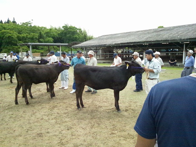 郡市連合子牛品評会の様子の写真