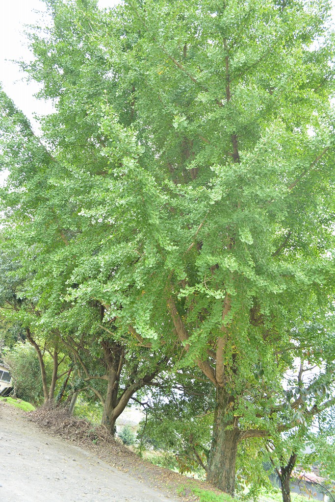 岡留公園の大きなイチョウの木の写真