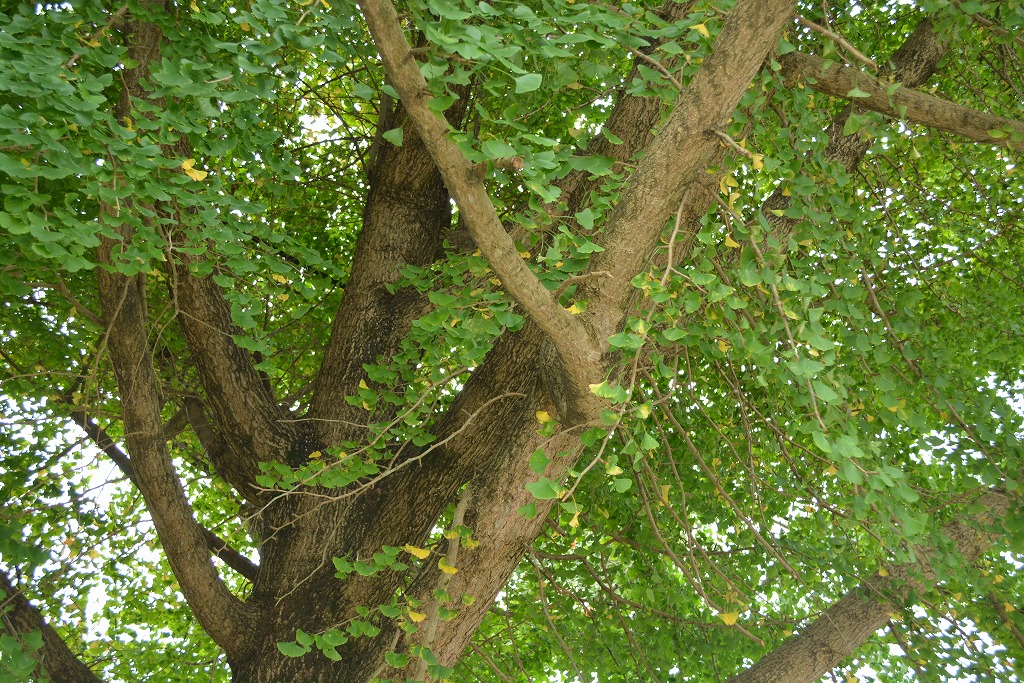 岡留公園の大きなイチョウの木の拡大写真