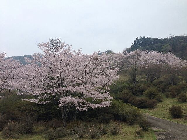 清願時ダム周辺の桜の写真
