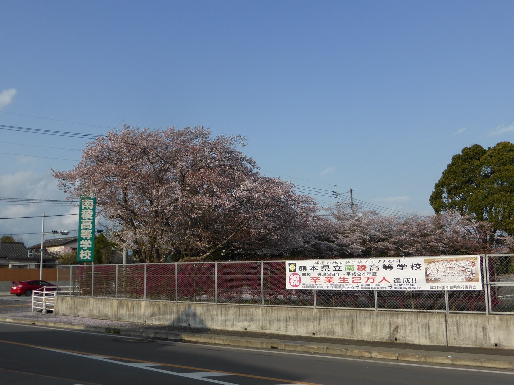 桜吹雪の様子の写真