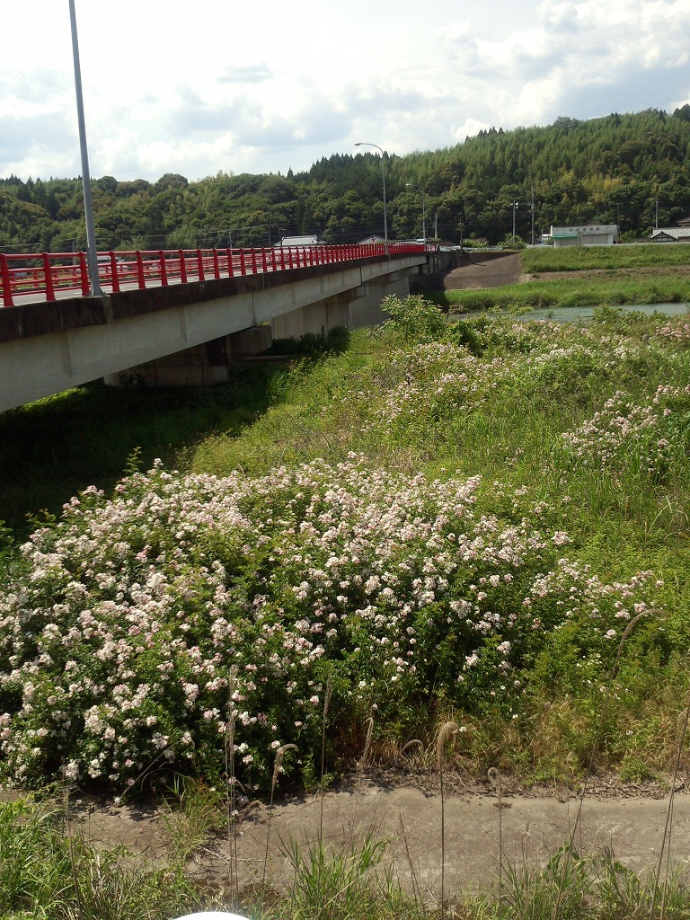 球磨川の河川敷に咲くツクシイバラの写真