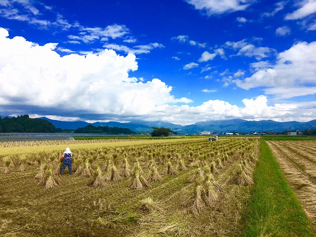 収穫を終えた田んぼの写真