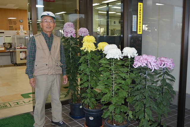 今井地区の齊藤さんと菊の花の写真