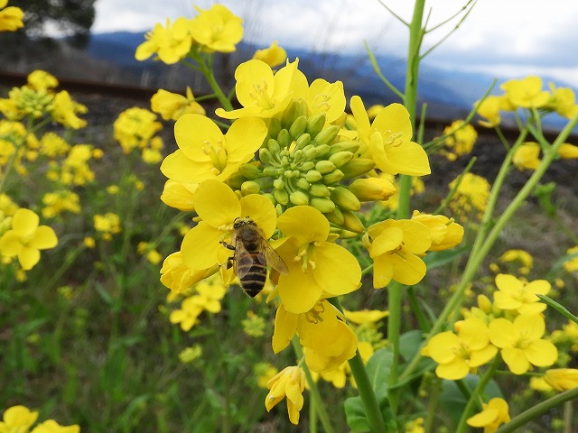 5菜の花とミツバチの写真