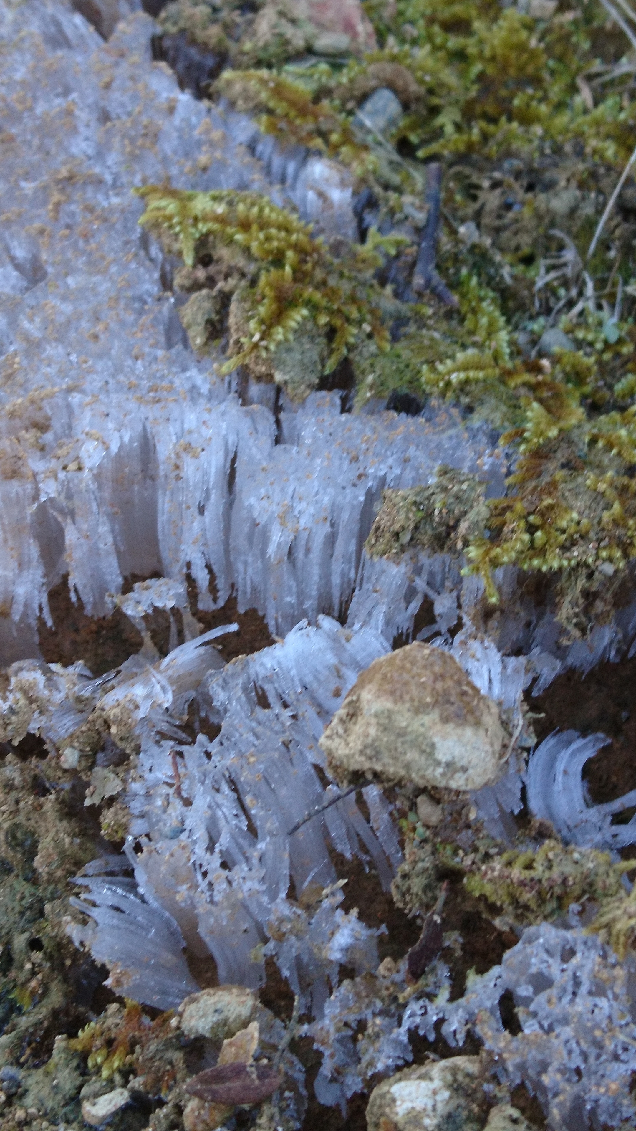 霜柱で石が浮き上がっているの写真