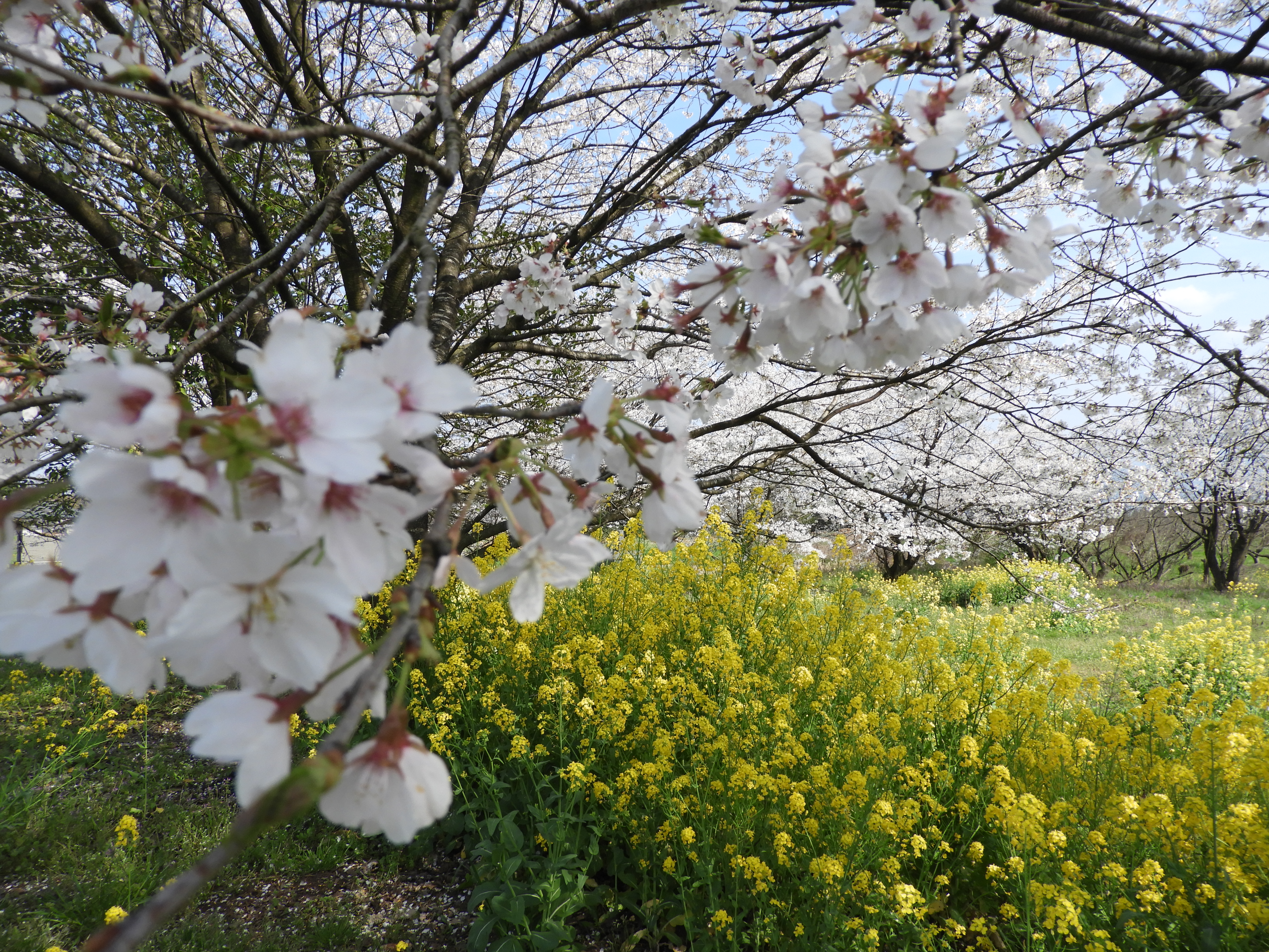桜と菜の花畑の写真