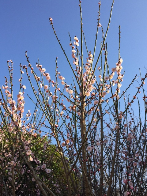 春の花の写真