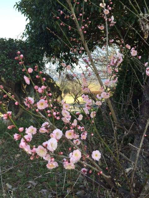 春の花のアップの写真