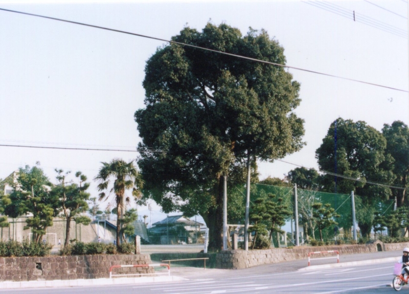 「深田小学校の楠木の写真」に関する画像です