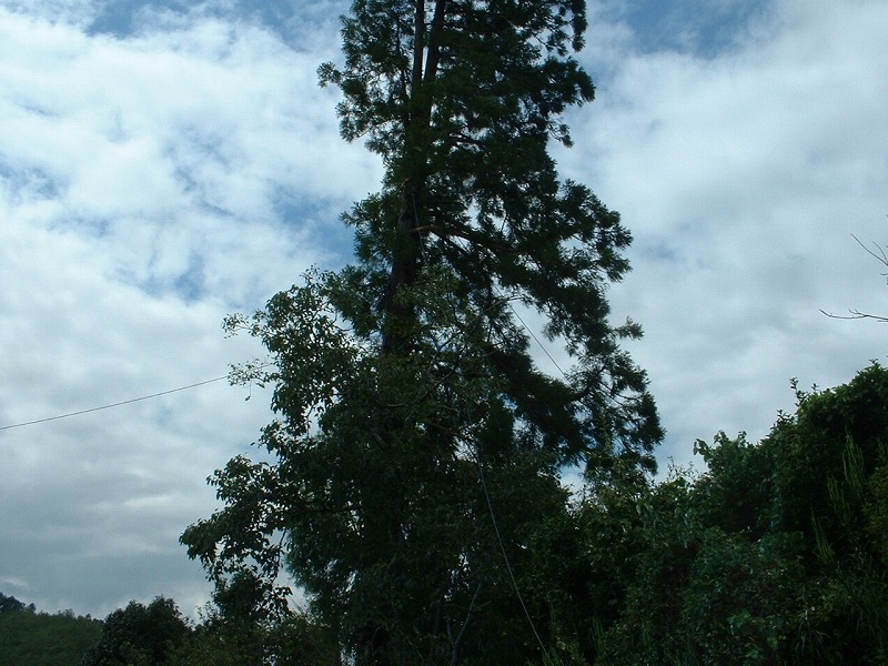 「上村家の老樹の写真」に関する画像です