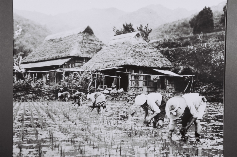 「昭和10年頃の田植えの様子」に関する画像です