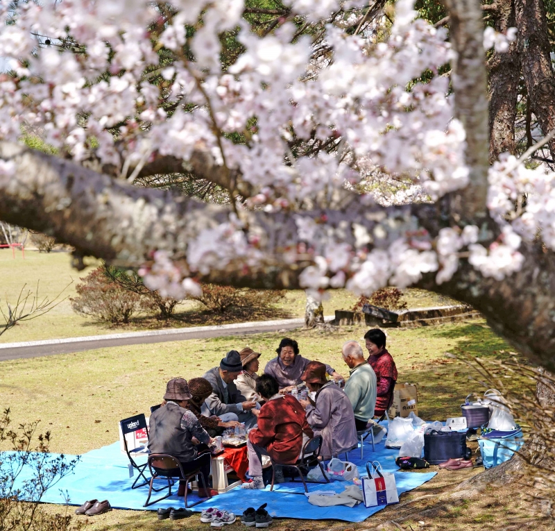 桜の下で花見する団体