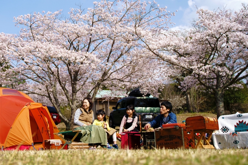 桜とキャンプを楽しむ家族