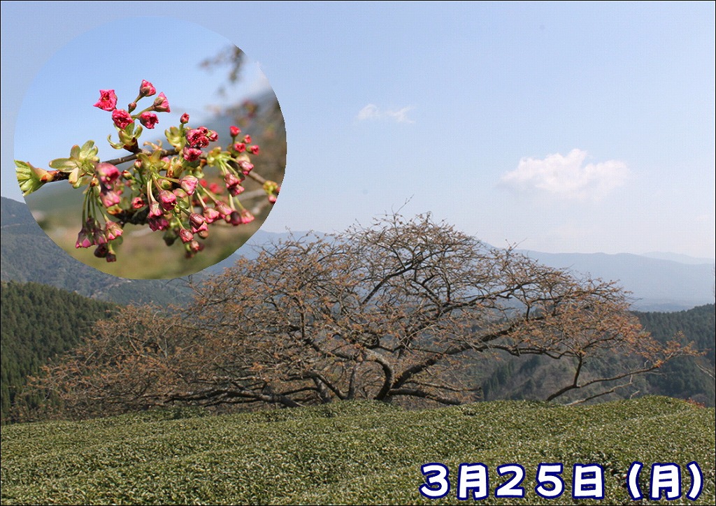 3月25日月曜日の遠山桜の写真。