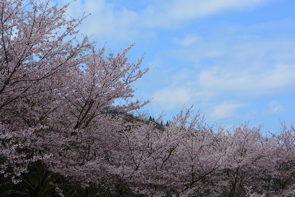 上向きで桜と空を撮影した写真