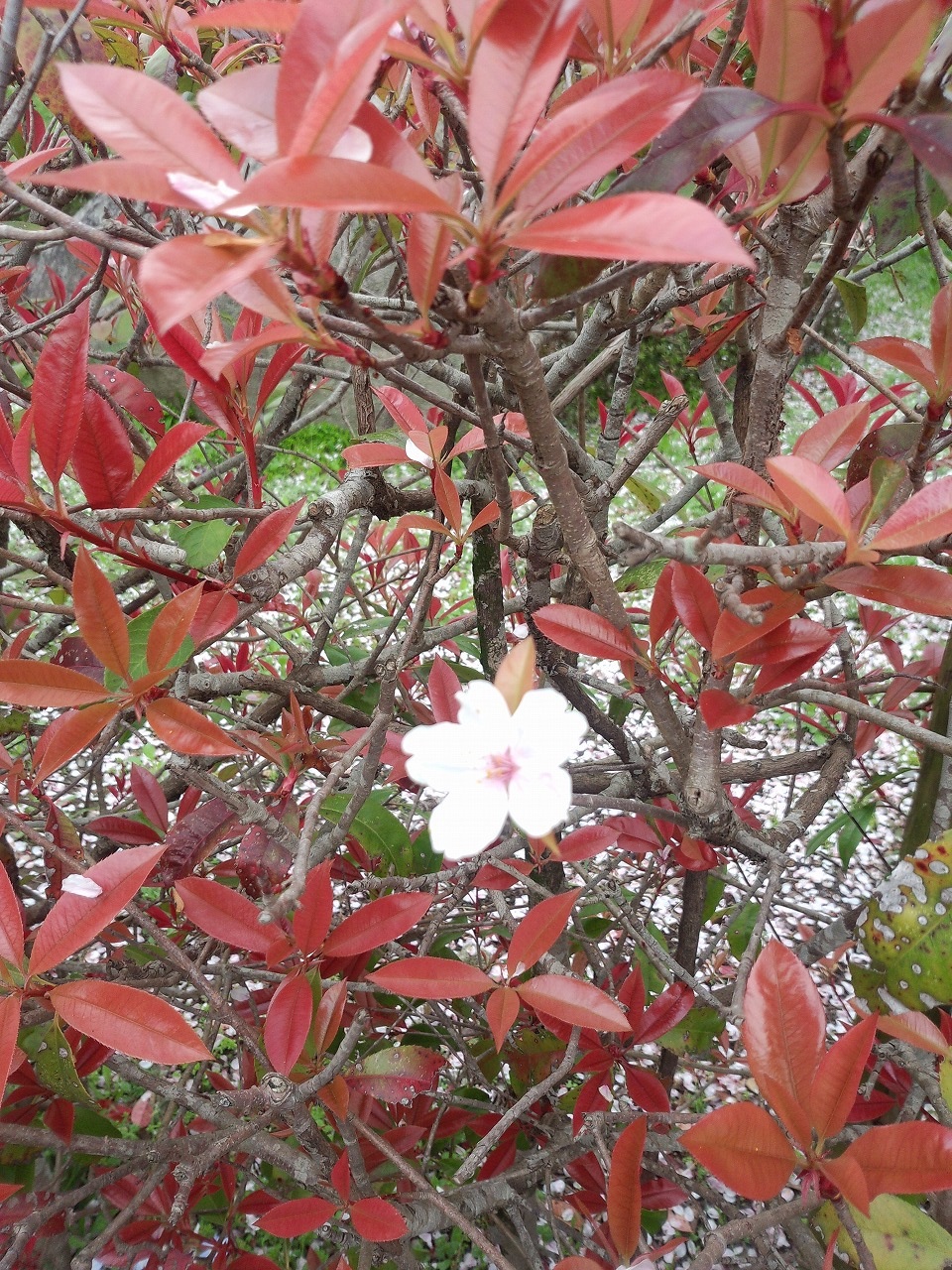 ベニカナメの木に桜が、咲いた?!写真
