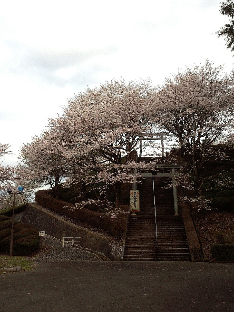 岡留公園の桜の写真