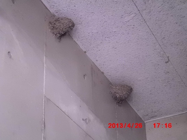 ポッポー館の軒下に作成中のつばめの巣の写真