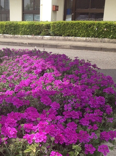 庁舎周りの花壇に咲いた花の写真