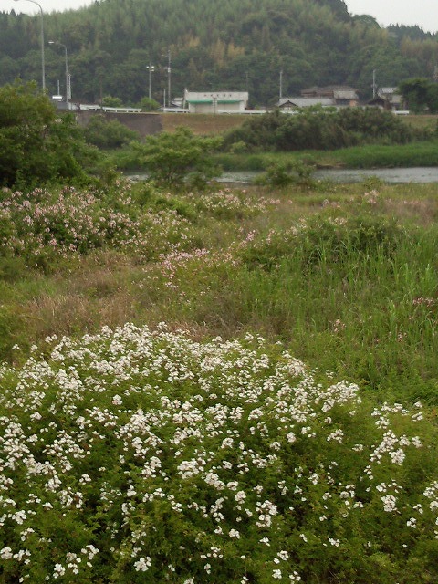 球磨川沿いのツクシイバラの花の写真