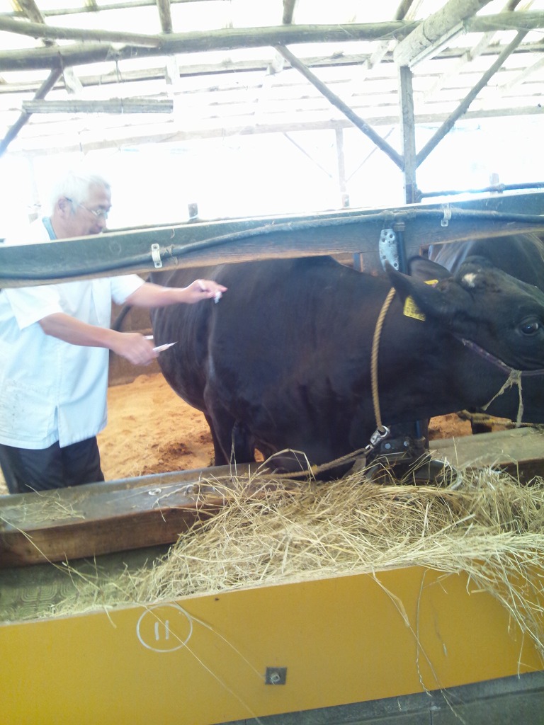 牛異常産巡回注射を受ける牛の写真
