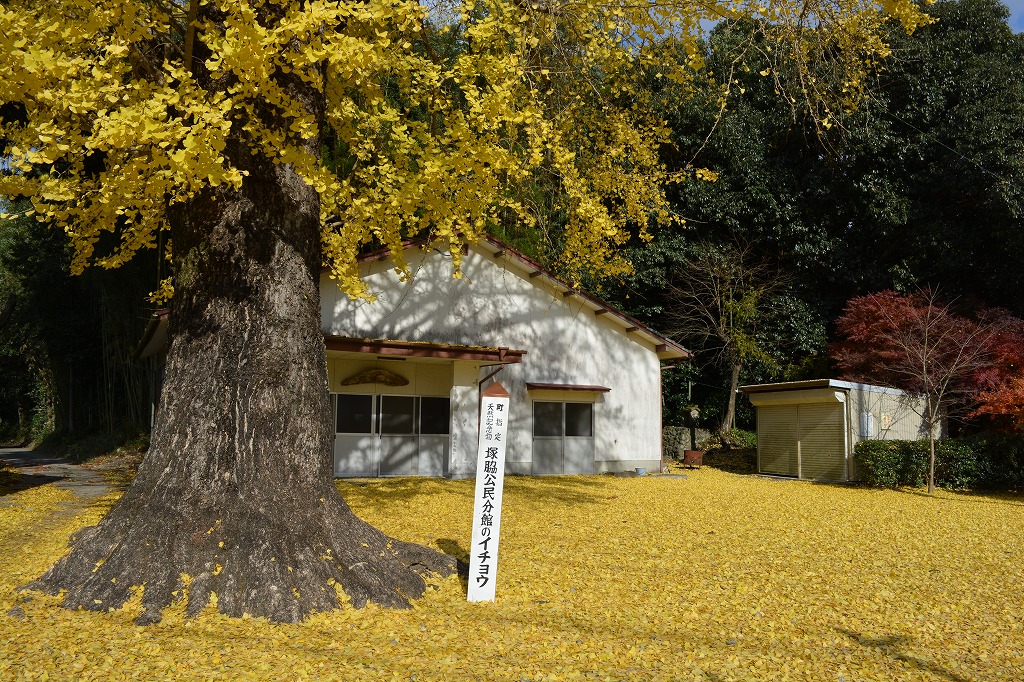 イチョウの木と地面に広がったイチョウの葉の黄色いじゅうたんの写真