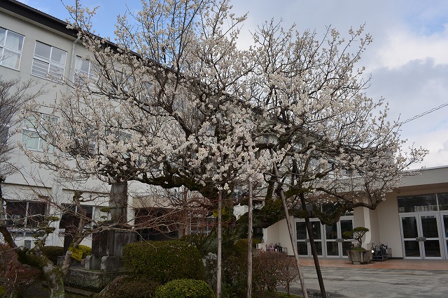 上小学校の梅の木の写真