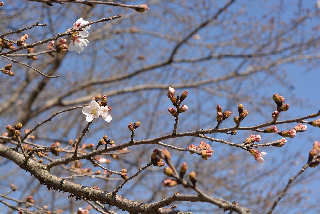 咲き始めた桜の写真