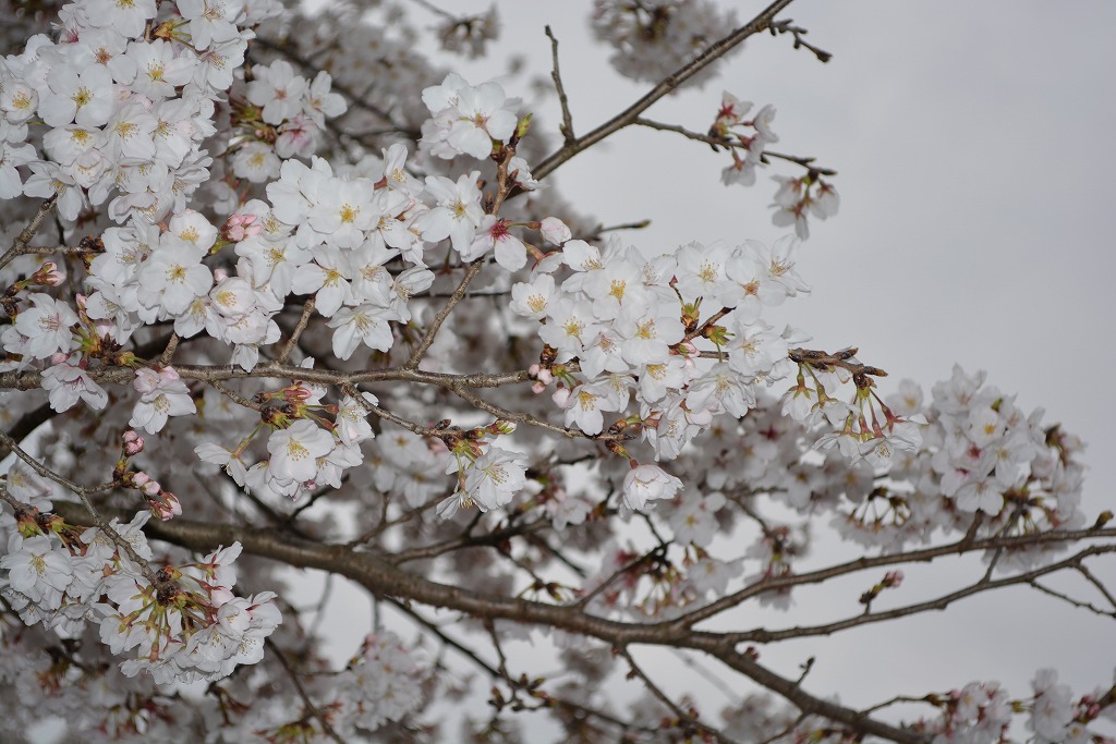 福祉センター横の桜の写真2枚目