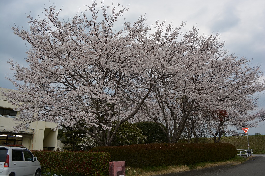 福祉センター横の桜の写真1枚目