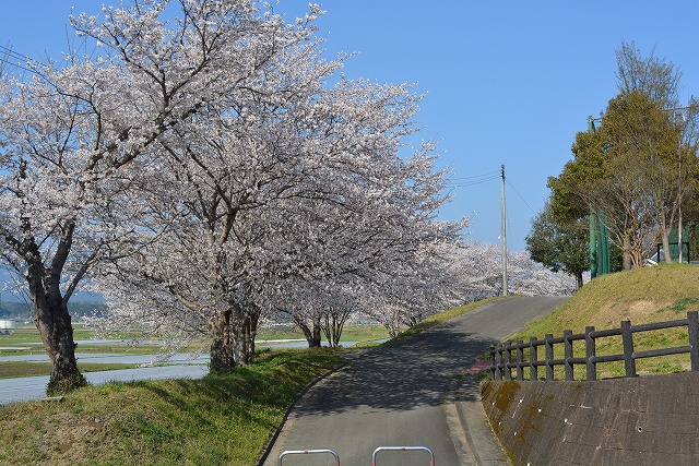 免田総合グラウンドの桜の写真