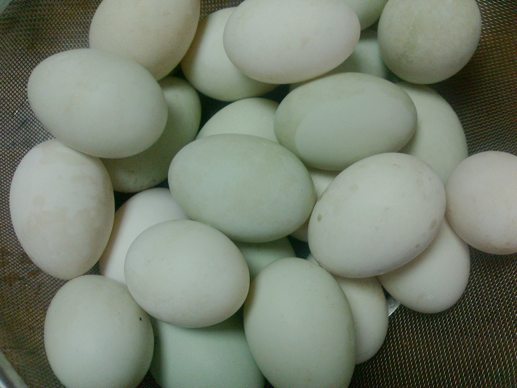 アイガモの卵の写真
