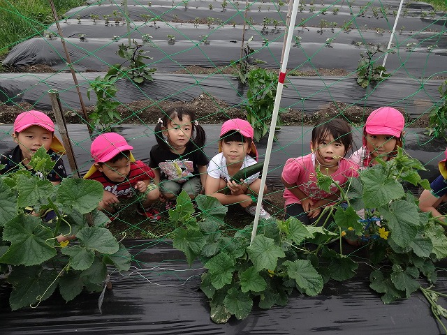 きゅうりを収穫する園児たちの写真