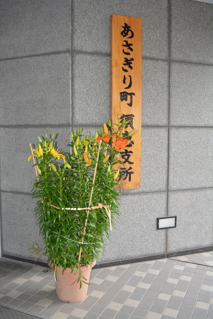 須恵支所の玄関前のユリの写真