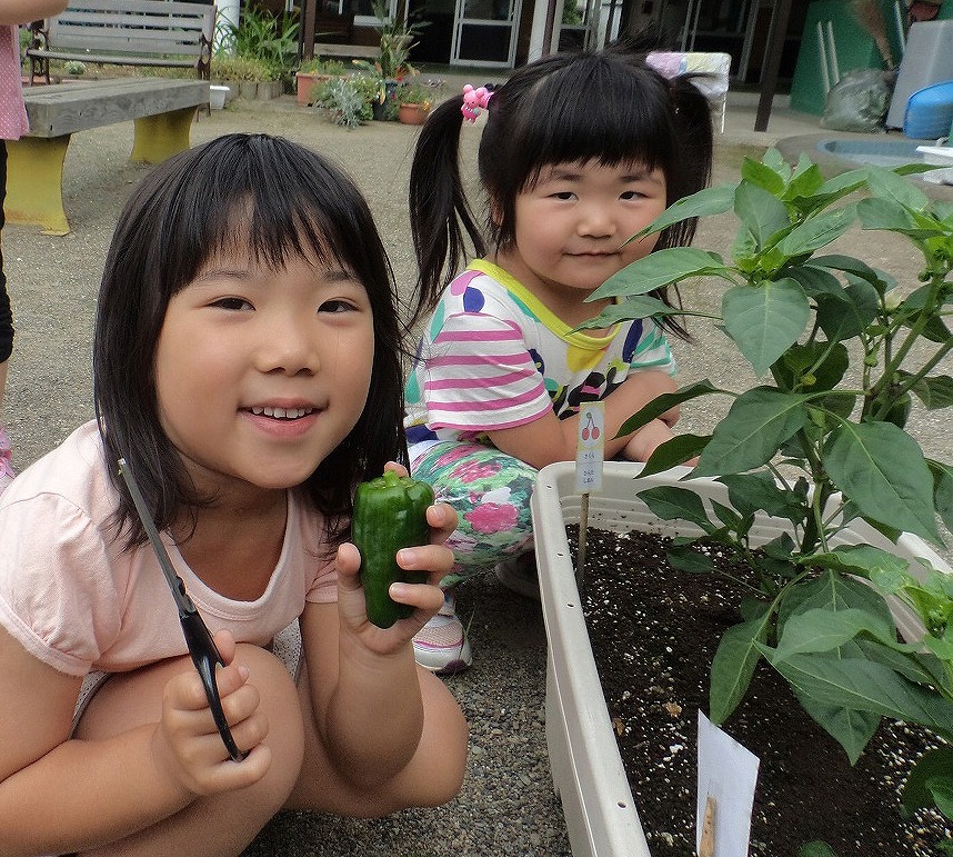 野菜を収穫する園児たちの写真